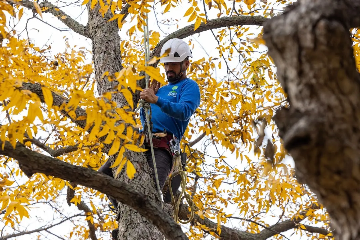 Skilled Storm Damage Cleanup crew working in Ahwahnee